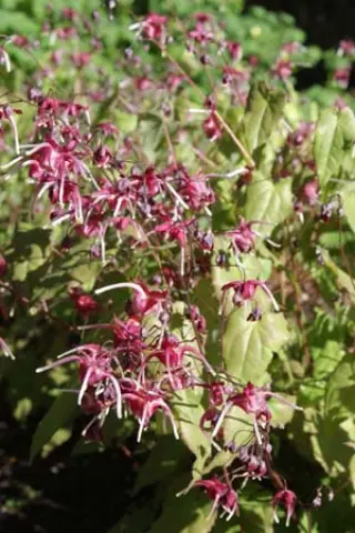 Epimedium 'Red Maximum'