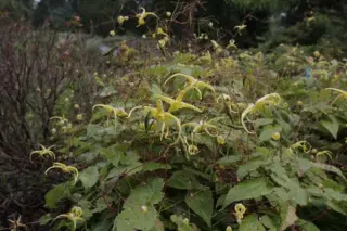 Epimedium rhizomatosum