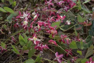 Epimedium x rubrum 'Galadriel'
