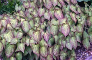 Epimedium x rubrum