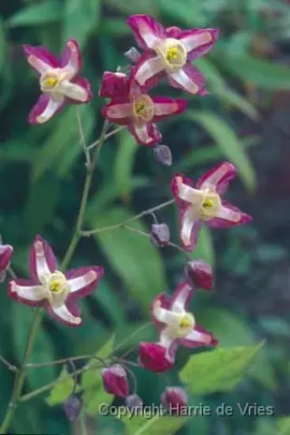 Epimedium x rubrum