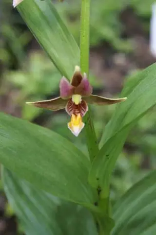 Epipactis 'Sabine' (Palustr. x Gigant.)