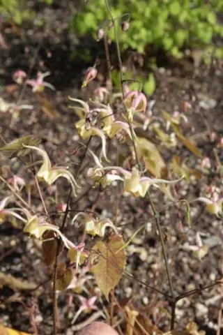 Epimedium 'Sam Taylor'
