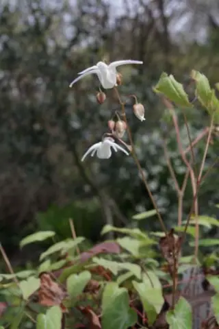 Epimedium sempervirens 'White Purity'