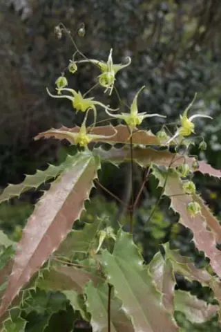 Epimedium 'Spine Tingler'