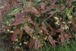 Epimedium 'Spine Tingler'