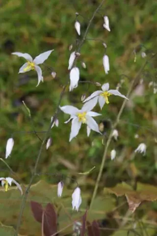 Epimedium stellulatum 'Wudang Star'