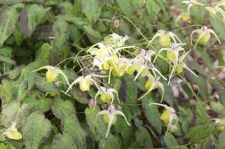 Epimedium 'Sunshowers'