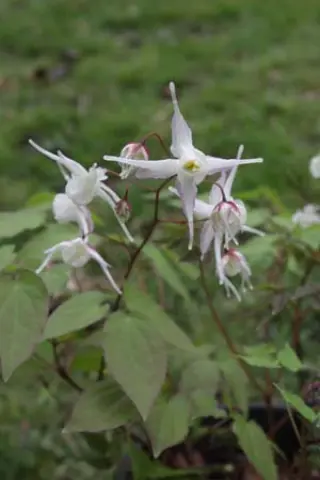 Epimedium 'Tinkerbell'