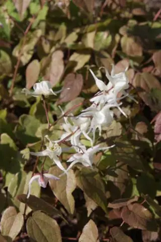 Epimedium 'Tinkerbell'