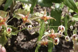 Epimedium 'Titania'