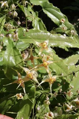 Epimedium 'Titania'