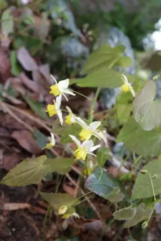 Epimedium 'Totnes Turbo'