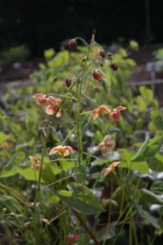 Epimedium x warleyense 'Orangekönigin'
