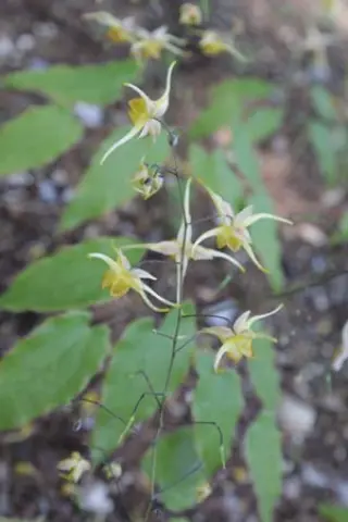 Epimedium 'Wildside Amber'