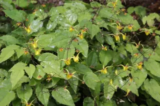 Epimedium 'Wim Boens'