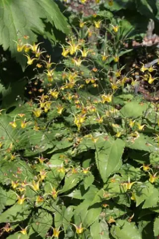 Epimedium 'Wim Boens'