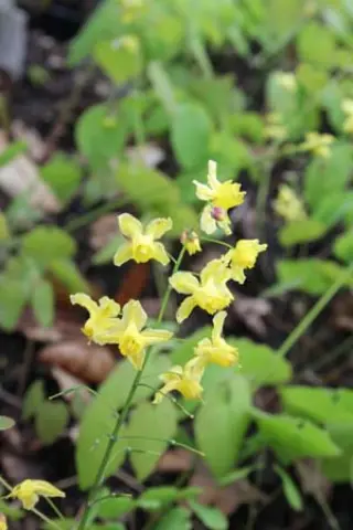 Epimedium 'Winter's End'