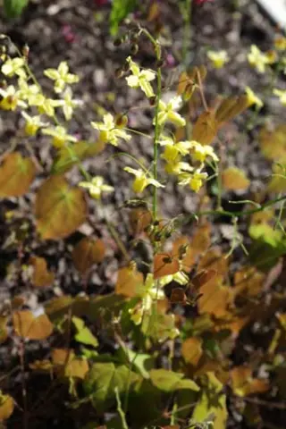 Epimedium 'Winter's End'