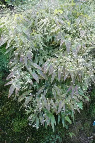 Epimedium wushanense 'Caramel' x Rhizomatosum