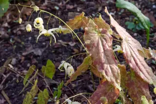 Epimedium wushanense 'Caramel'