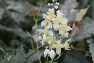 Epimedium wushanense 'Spiny Form'