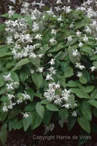 Epimedium x youngianum 'Niveum'