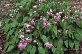 Epimedium x youngianum 'Roseum'