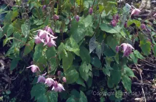 Epimedium x youngianum 'Roseum'