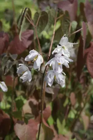 Epimedium x youngianum 'Tamabotan'