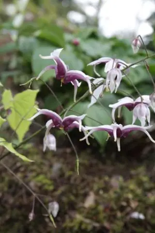 Epimedium zhushanense