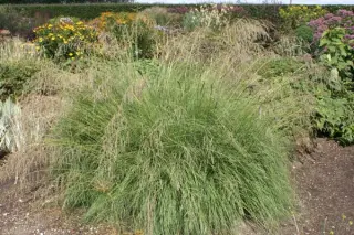 Eragrostis curvula 'Totnes Burgundy'