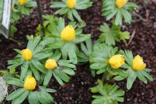 Eranthis hyemalis 'Orange Glow'