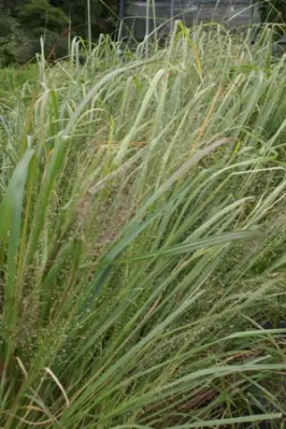 Eragrostis trichoides
