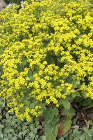 Eriogonum allenii 'Little Rascal'