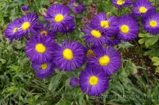 Erigeron 'Dominator'