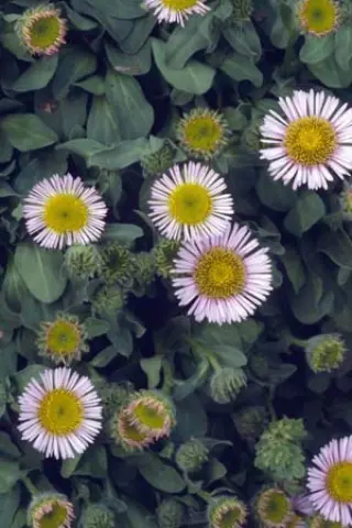 Erigeron glaucus 'Elstead Pink'