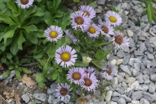 Erigeron glaucus 'Nanus'