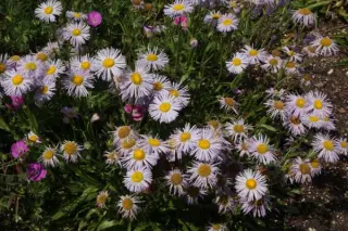 Erigeron glaucus 'Olga'