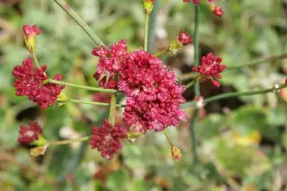 Eriogonum grande rubescens
