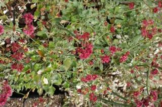Eriogonum grande rubescens
