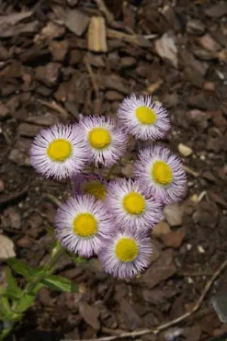 Erigeron philadelphicus