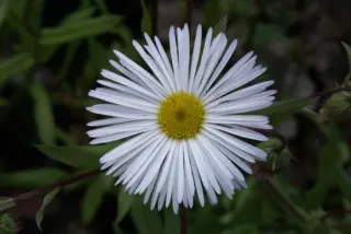 Erigeron 'Snow White'