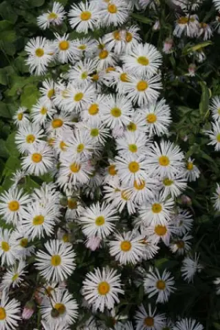 Erigeron 'Snow White'