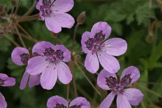 Erodium 'Almodovar'