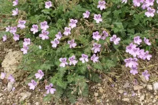 Erodium 'Almodovar'