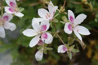 Erodium 'Ardwyck Red Eye'