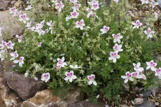 Erodium 'Ardwyck Red Eye'