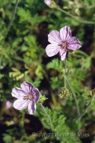 Erodium 'County Park'