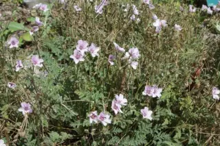 Erodium foetidum